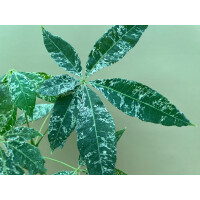 Pachira Aquatica variegata Glückskastanie