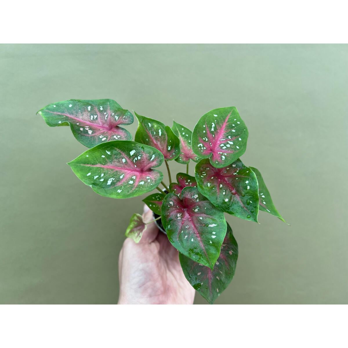 Caladium bicolor red Babyplant