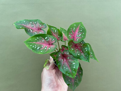 Caladium bicolor red Babyplant