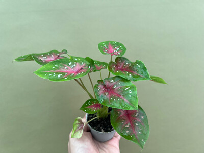 Caladium bicolor red Babyplant