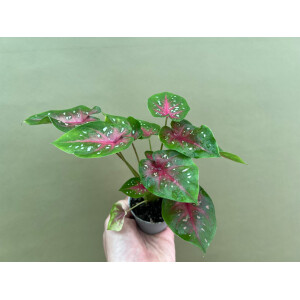 Caladium bicolor red Babyplant