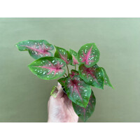 Caladium bicolor red Babyplant