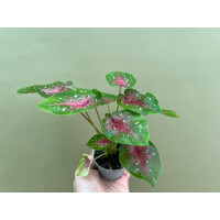 Caladium bicolor red Babyplant