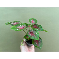 Caladium bicolor red Babyplant