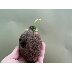 Stephania Suberosa Knolle