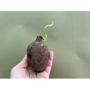 Stephania Suberosa Knolle