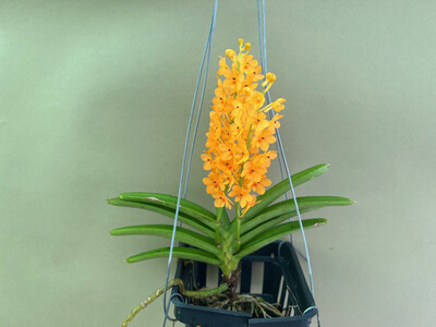 Ascocentrum garayi