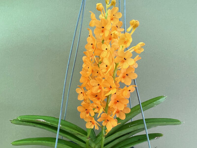 Ascocentrum garayi