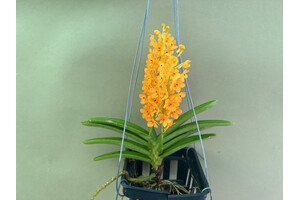 Ascocentrum garayi