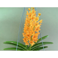 Ascocentrum garayi