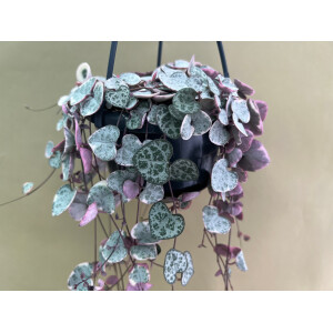 Ceropegia woodii ´String of Hearts` Variegata (Leuchterblume) Hängeampel