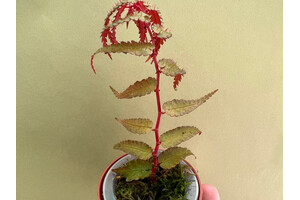Begonia Pteridiformis Red