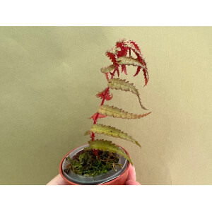 Begonia Pteridiformis Red