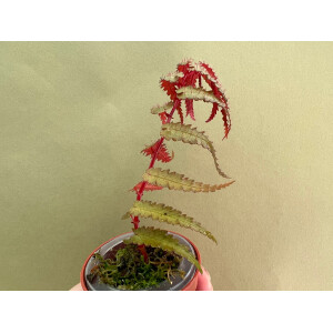 Begonia Pteridiformis Red
