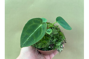 Anthurium forgetii x nigrolaminum