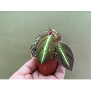 Sonerila spec. lightning