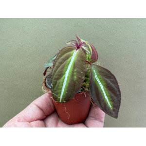 Sonerila spec. lightning