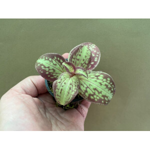 Sonerila spec. Vietnam