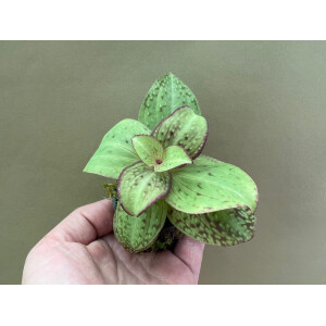 Sonerila spec. Vietnam