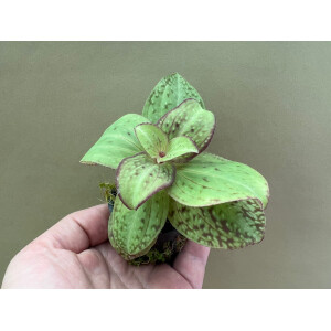 Sonerila spec. Vietnam