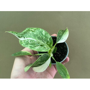 Philodendron Jose Buono S