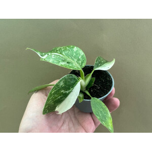 Philodendron Jose Buono S