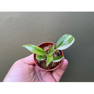 Philodendron Jose Buono S