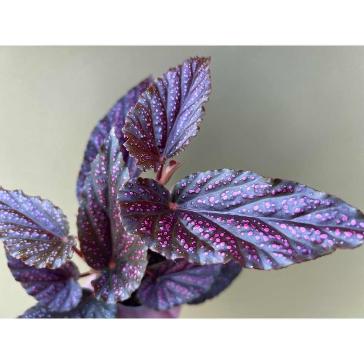 Begonia spec.Hairy Spots box
