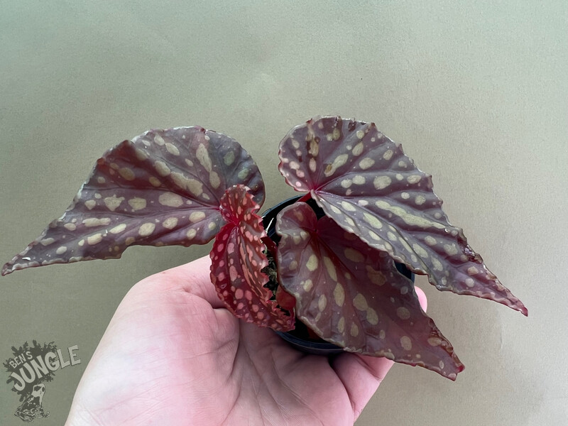 Begonia spec. Indonesia, 39,90