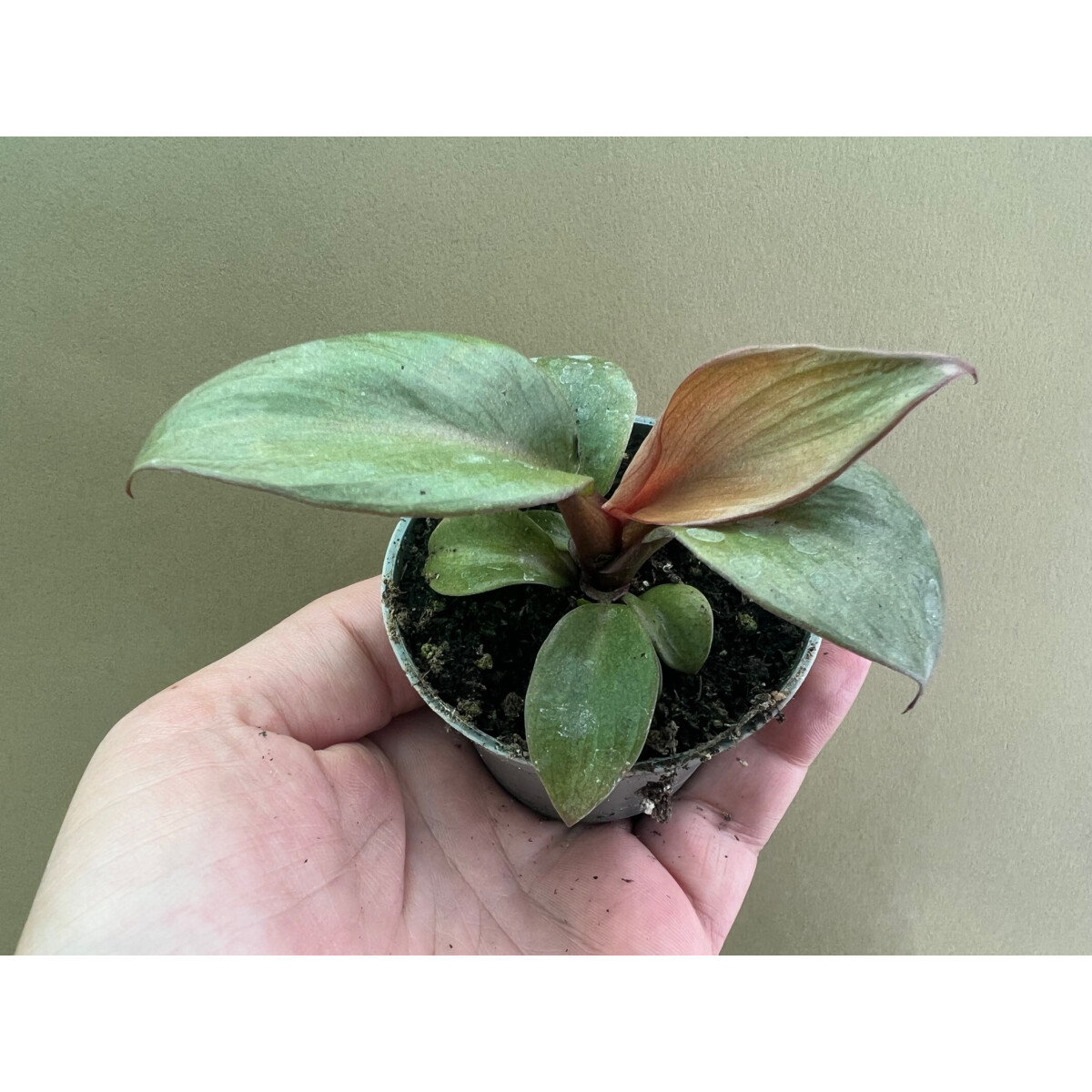 Philodendron Red Heart Rarität
