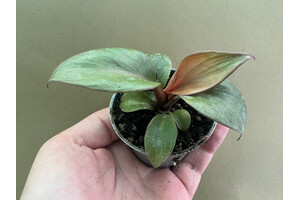 Philodendron Red Heart Rare