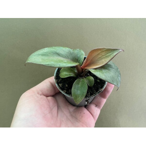 Philodendron Red Heart Rarität