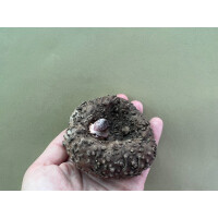 Amorphophallus paeoniifolius