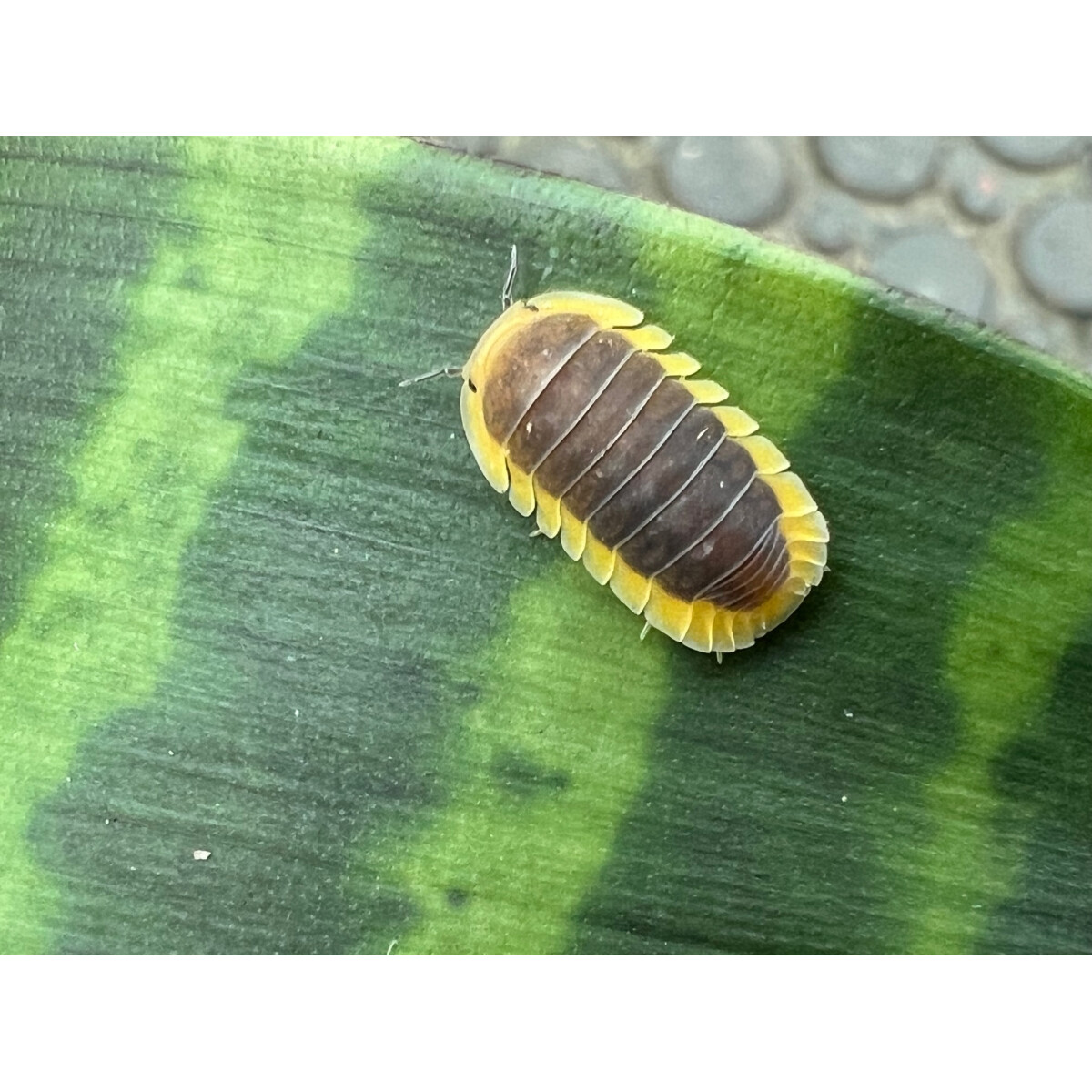 Cubaris spec. Lemon Blue