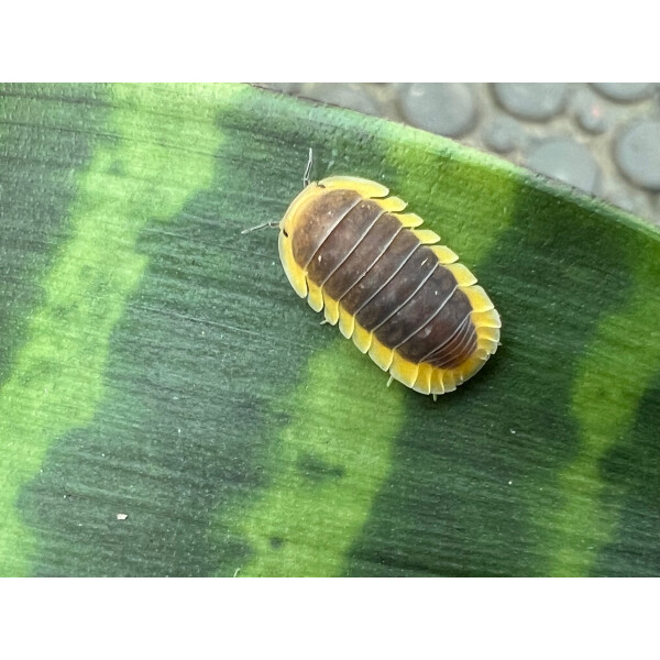 Cubaris spec. Lemon Blue