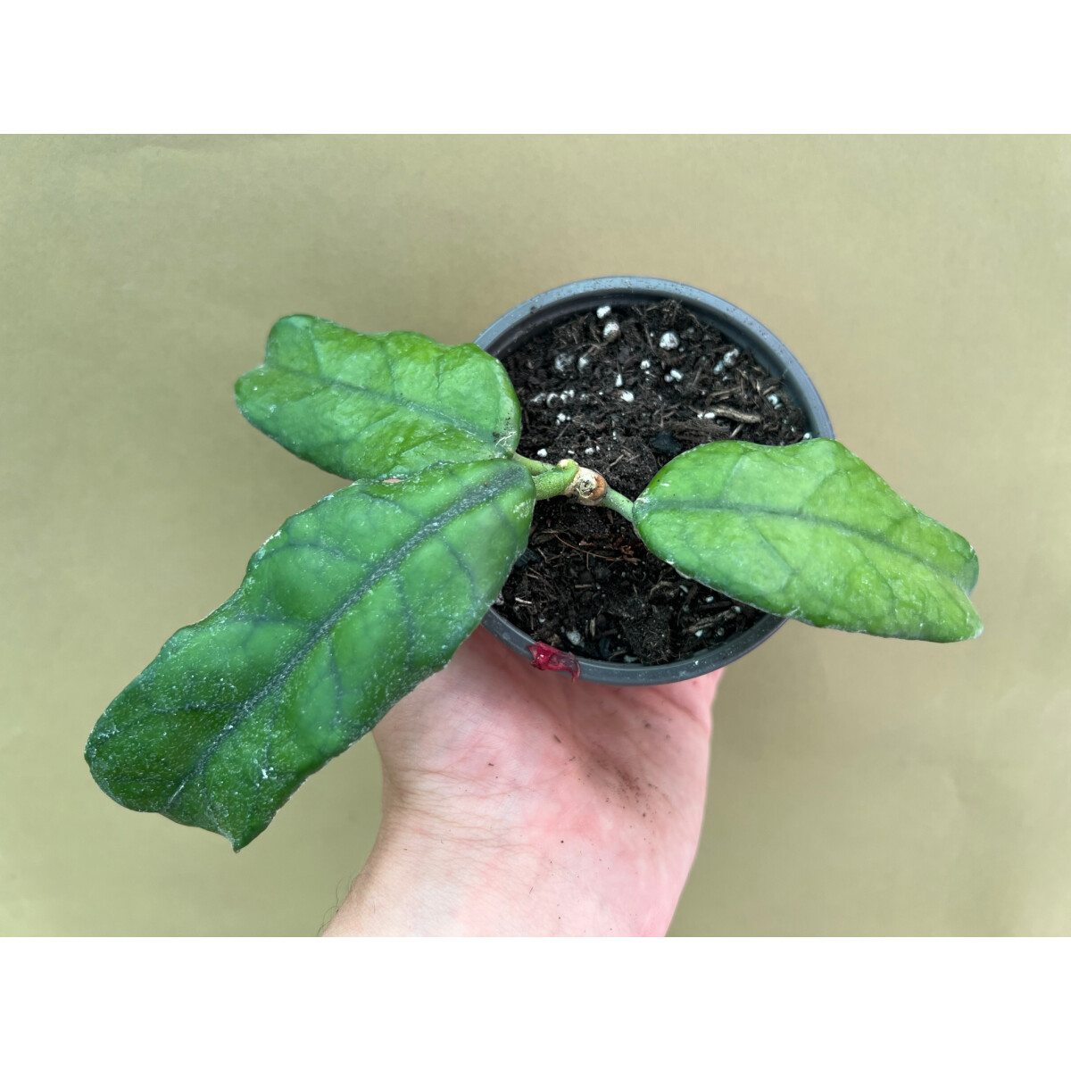 Hoya villosa (globulosa)