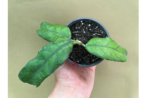 Hoya villosa (globulosa)