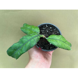 Hoya villosa (globulosa)