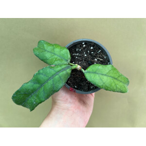 Hoya villosa (globulosa)