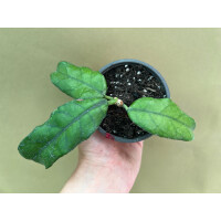 Hoya villosa (globulosa)