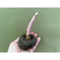 Amorphophallus asterostigmatus