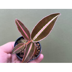 Labisia spec. Stripe