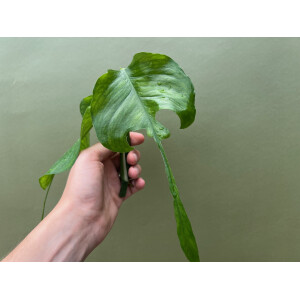 Epipremnum pinnatum skeleton key Ableger