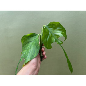 Epipremnum pinnatum skeleton key Ableger