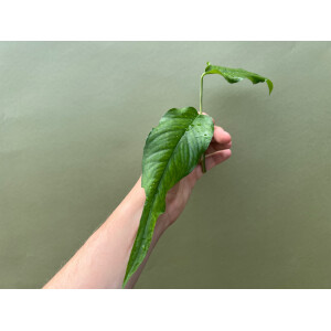 Epipremnum pinnatum skeleton key Ableger