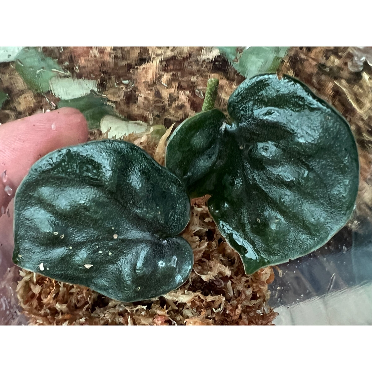 Scindapsus Black Mamba Ableger