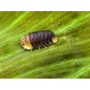 Cubaris spec. Rubber Ducky