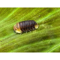 Cubaris spec. Rubber Ducky