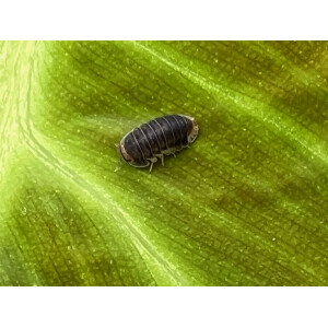 Cubaris spec. Pak Chong