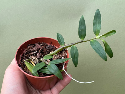 Dendrobium catenatum